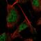 TN-R antibody, PA5-55526, Invitrogen Antibodies, Immunofluorescence image 