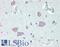 Regulator Of G Protein Signaling 4 antibody, LS-B15432, Lifespan Biosciences, Immunohistochemistry paraffin image 