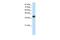 Zinc Finger And SCAN Domain Containing 16 antibody, PA5-41179, Invitrogen Antibodies, Western Blot image 