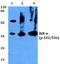NFKB Inhibitor Alpha antibody, A01139S32S36, Boster Biological Technology, Western Blot image 