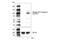 Insulin Like Growth Factor 1 Receptor antibody, 80732S, Cell Signaling Technology, Western Blot image 