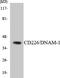 CD226 Molecule antibody, LS-C291772, Lifespan Biosciences, Western Blot image 