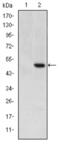 Teratocarcinoma-Derived Growth Factor 1 antibody, abx012114, Abbexa, Enzyme Linked Immunosorbent Assay image 