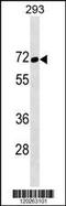 Transcription Factor Binding To IGHM Enhancer 3 antibody, TA324646, Origene, Western Blot image 