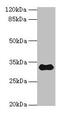 Transmembrane Protein 53 antibody, CSB-PA023853LA01HU, Cusabio, Western Blot image 