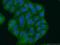 GRAM Domain Containing 1B antibody, 24905-1-AP, Proteintech Group, Immunofluorescence image 