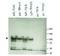 Heat Shock Protein 90 Alpha Family Class B Member 1 antibody, orb86613, Biorbyt, Western Blot image 