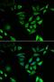 Nuclear Transport Factor 2 antibody, LS-C335707, Lifespan Biosciences, Immunofluorescence image 