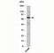 Tumor necrosis factor alpha-induced protein 2 antibody, N1061-100UG, NSJ Bioreagents, Western Blot image 