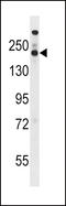 Stromal Antigen 1 antibody, LS-C161537, Lifespan Biosciences, Western Blot image 