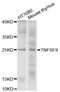 TNF Superfamily Member 9 antibody, abx126723, Abbexa, Western Blot image 