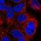 Sushi Domain Containing 4 antibody, NBP2-31711, Novus Biologicals, Immunofluorescence image 