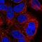 Sushi domain-containing protein 4 antibody, NBP2-31711, Novus Biologicals, Immunofluorescence image 