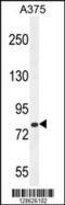 WD Repeat Containing Planar Cell Polarity Effector antibody, 55-416, ProSci, Western Blot image 