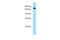 SET Domain Containing 5 antibody, PA5-69595, Invitrogen Antibodies, Western Blot image 