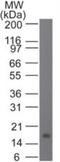 Interleukin 21 antibody, NBP2-27336, Novus Biologicals, Western Blot image 