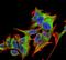 Hypoxia Up-Regulated 1 antibody, NBP2-59346, Novus Biologicals, Immunofluorescence image 