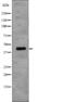 N-Myc Downstream Regulated 1 antibody, abx217082, Abbexa, Western Blot image 