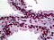 Activating Transcription Factor 1 antibody, 51-674, ProSci, Immunohistochemistry frozen image 