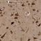 Eukaryotic Translation Initiation Factor 3 Subunit I antibody, NBP1-84873, Novus Biologicals, Immunohistochemistry frozen image 