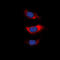 Myristoylated Alanine Rich Protein Kinase C Substrate antibody, LS-C368419, Lifespan Biosciences, Immunofluorescence image 