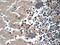 WD repeat-containing protein 81 antibody, 24874-1-AP, Proteintech Group, Immunohistochemistry frozen image 