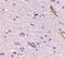 Syntaphilin antibody, PA5-20529, Invitrogen Antibodies, Immunohistochemistry frozen image 