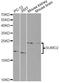 Small Ubiquitin Like Modifier 2 antibody, LS-C746780, Lifespan Biosciences, Western Blot image 