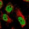 Activating Transcription Factor 2 antibody, HPA022134, Atlas Antibodies, Immunofluorescence image 