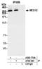 Mediator of RNA polymerase II transcription subunit 12 antibody, A700-084, Bethyl Labs, Immunoprecipitation image 