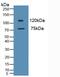 Myeloperoxidase antibody, MBS2028623, MyBioSource, Western Blot image 