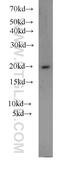 ADP Ribosylation Factor 3 antibody, 10800-1-AP, Proteintech Group, Western Blot image 
