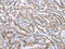Paired Box 8 antibody, CSB-PA213924, Cusabio, Immunohistochemistry paraffin image 