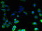 Gap Junction Protein Beta 7 antibody, LS-C399379, Lifespan Biosciences, Immunofluorescence image 