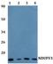 NADH:Ubiquinone Oxidoreductase Subunit V3 antibody, PA5-75891, Invitrogen Antibodies, Western Blot image 