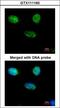 Minichromosome Maintenance Complex Component 3 antibody, LS-C186193, Lifespan Biosciences, Immunocytochemistry image 