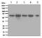 EH Domain Containing 1 antibody, ab109311, Abcam, Western Blot image 