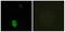 Olfactory Receptor Family 4 Subfamily K Member 17 antibody, A17552, Boster Biological Technology, Western Blot image 