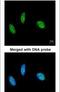 RNA Binding Motif Protein 15 antibody, PA5-22067, Invitrogen Antibodies, Immunofluorescence image 