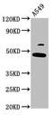 Forkhead Box L2 antibody, LS-C674109, Lifespan Biosciences, Western Blot image 