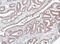 Homer Scaffold Protein 1 antibody, PA5-21487, Invitrogen Antibodies, Immunohistochemistry frozen image 