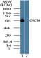 CCR4-NOT Transcription Complex Subunit 4 antibody, NBP2-24527, Novus Biologicals, Western Blot image 