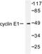 Cyclin E1 antibody, LS-C175985, Lifespan Biosciences, Western Blot image 