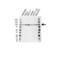 Actinin Alpha 4 antibody, VPA00686, Bio-Rad (formerly AbD Serotec) , Western Blot image 