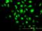 BCL2 Associated Athanogene 1 antibody, orb95771, Biorbyt, Immunocytochemistry image 