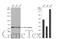 Chaperonin Containing TCP1 Subunit 5 antibody, GTX631668, GeneTex, Western Blot image 