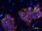 Keratan sulfate antigen TRA1-60 antibody, MAB4770, R&D Systems, Immunohistochemistry frozen image 