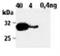 Granzyme B antibody, NBP1-97525, Novus Biologicals, Western Blot image 
