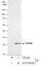 Homeobox B5 antibody, GTX129322, GeneTex, Immunoprecipitation image 