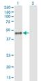 Calumenin antibody, H00000813-M02, Novus Biologicals, Western Blot image 